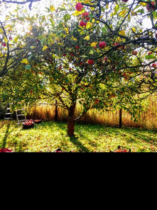 100% ekologiczne soczyste jablka z ogródka 1kg