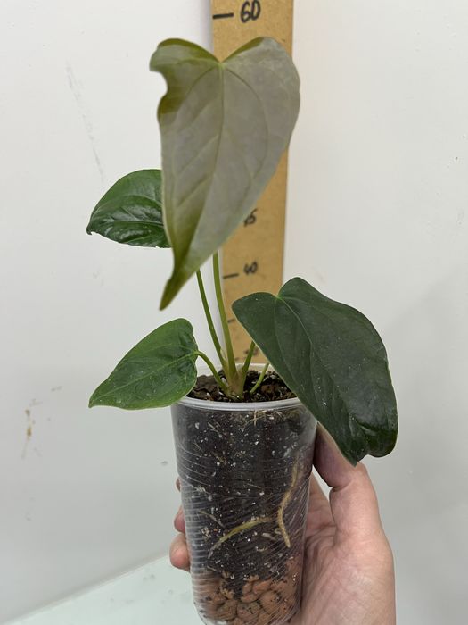 Антуріум Queen of heart  Luxurians Clarinervium Warocqueanum