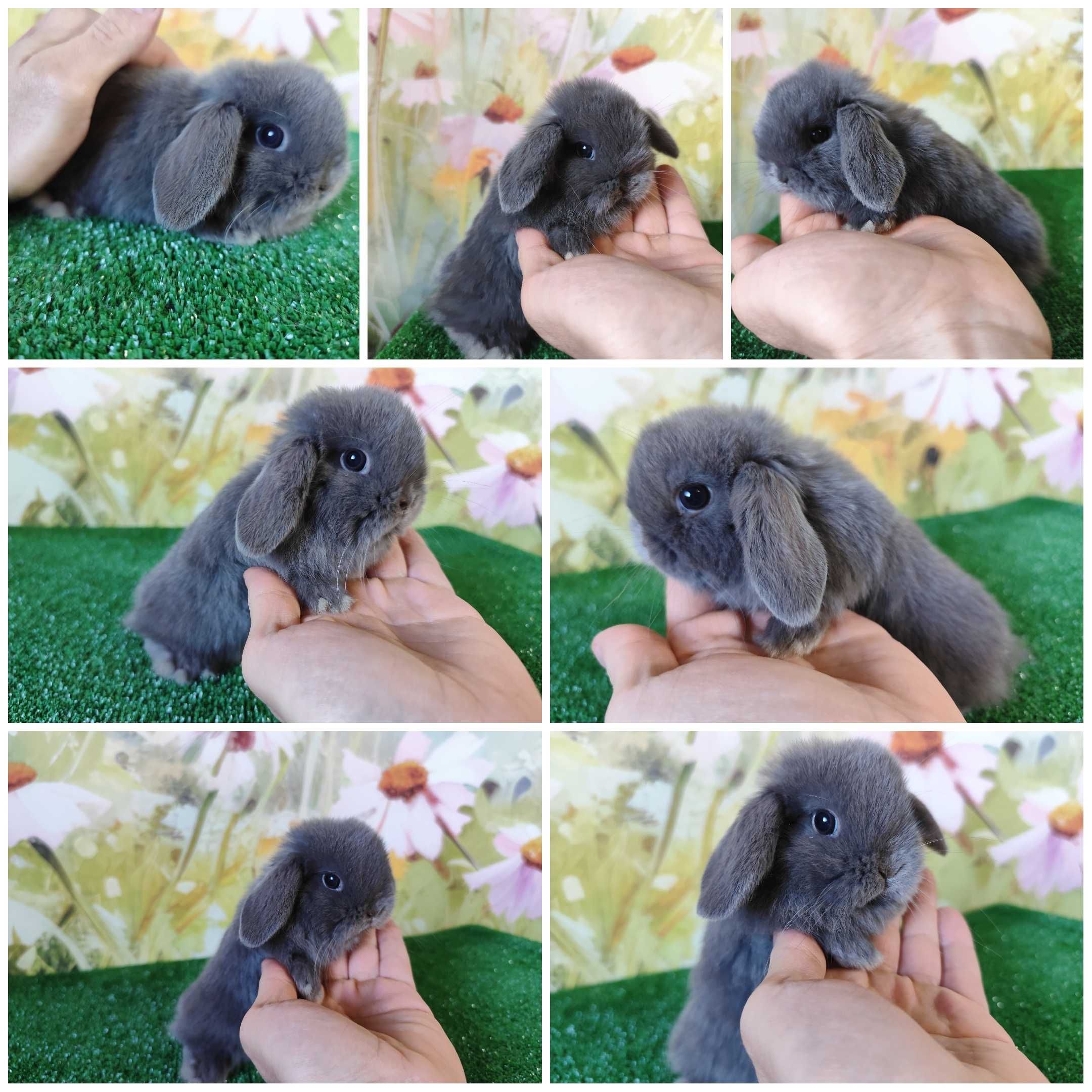 Mini Lop królik karzełek miniaturka rex baranki teddy