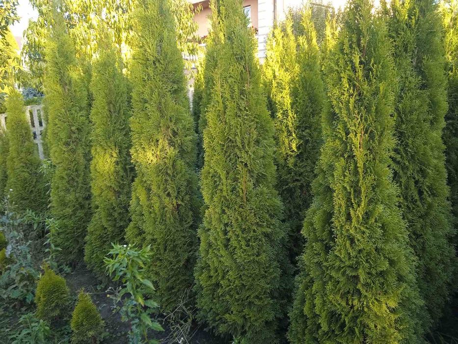 Продам туї смарагд 1.7-2.5м