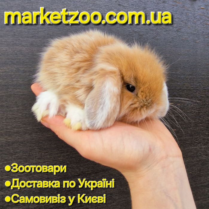 Шикарний міні лайон лопчик