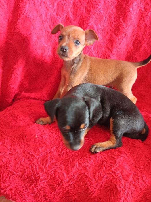 Exelente macho pinscher miniatura
