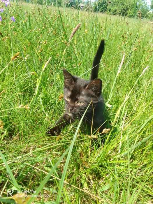 Кошенята 2 місяці в добрі рукі