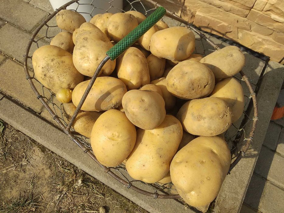 ziemniaki, sadzeniaki oraz do jedzenia i na paszę, odmiana denar