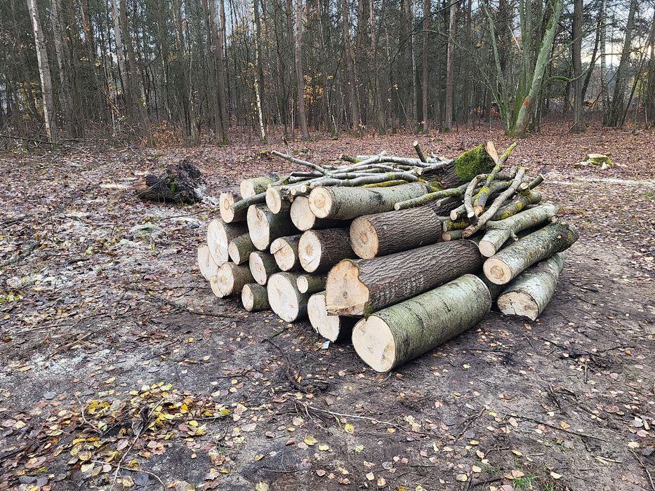 Sprzedam 20m drzewo Osika/Sosna/Brzoza