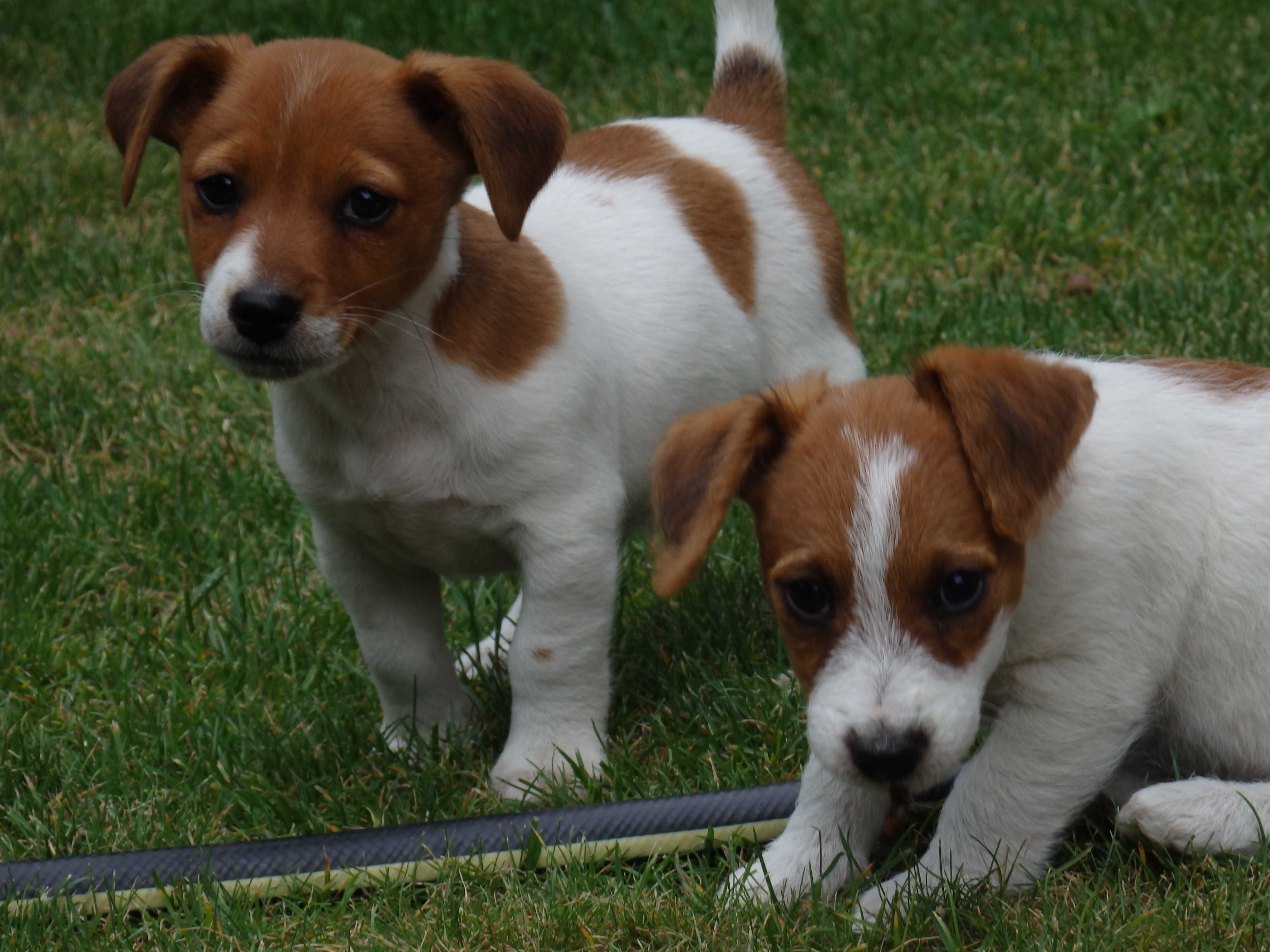 Jack Russell Terrier piesek w środku #SMARTIE JACKS# pure breed male
