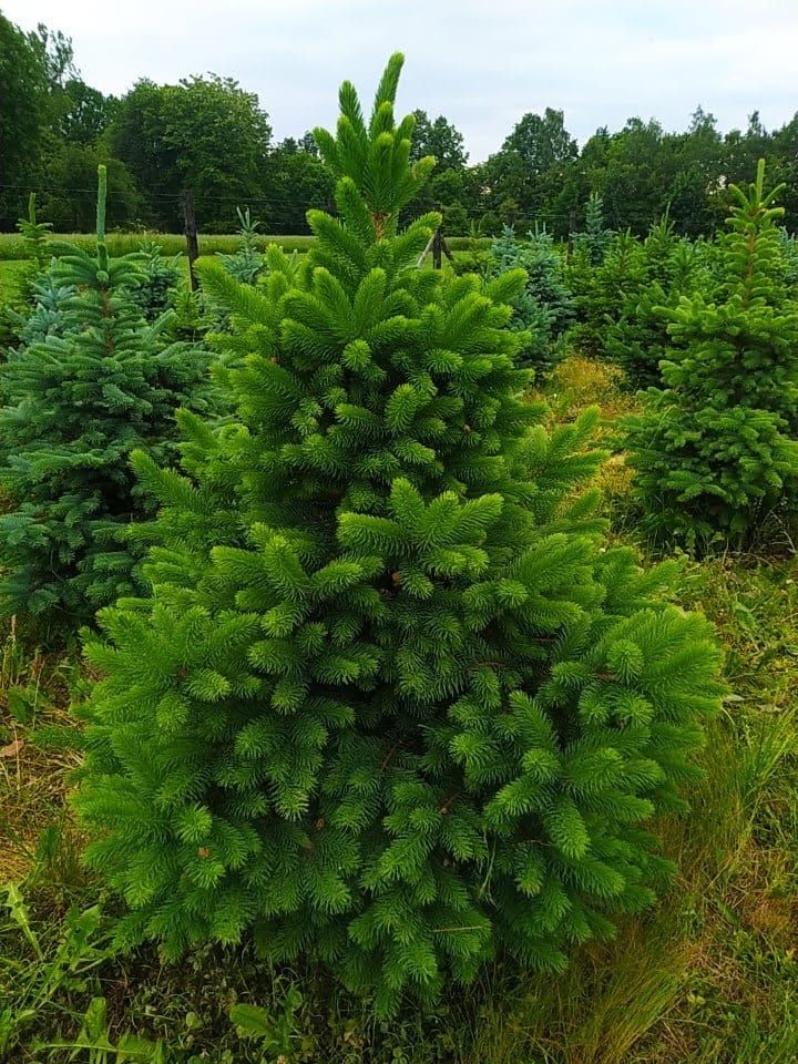 Świerk srebrny, kłujący kopany z gruntu z własnej plantacji, żywopłot