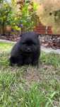 Szpic Miniaturowy Pomeranian