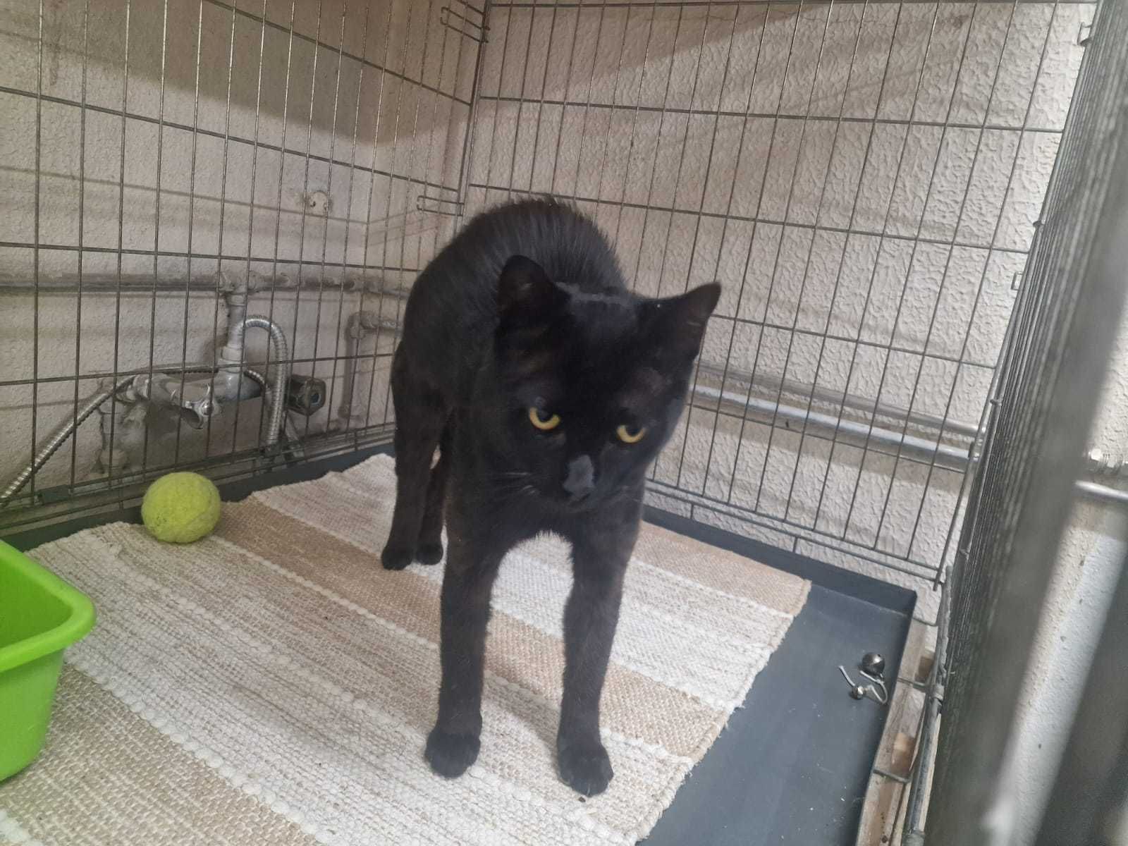 Gatinho para adoção consciente