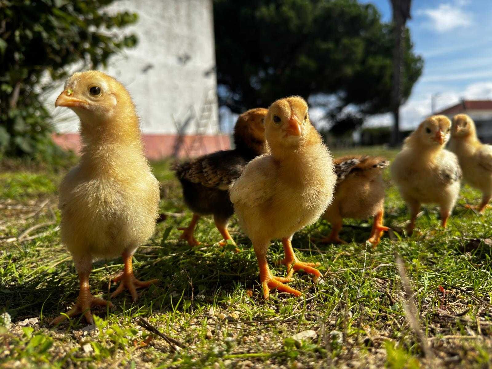 TOP 10 CORNISH azuis e pardos