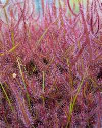 Rosiczka Drosera Binata Red plant x50 nasiona