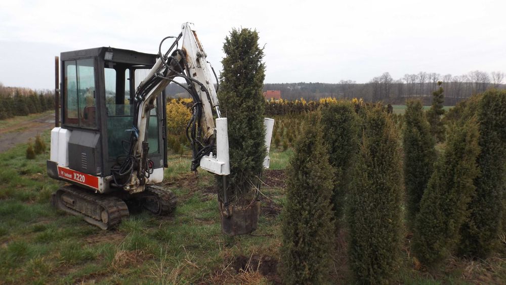 tuja szmaragd 160cm (thuja smaragd)