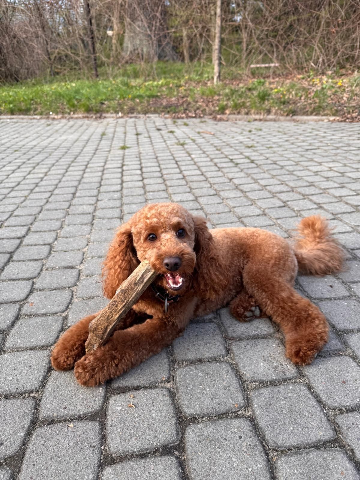 Maltipoo F1B red mix maltipoo & pudel toy