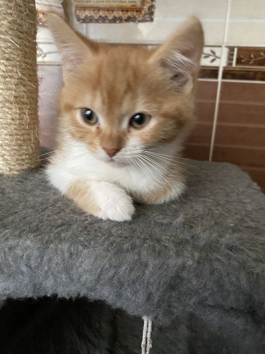 Трехмесячный котенок, умница