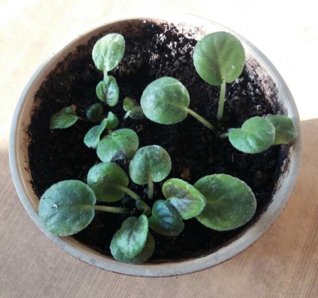 Комнатные растения фиалки  сансевиерия  кактус