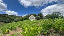Terreno Rústico com 9300m2 Cultivo de Vinha em Fornos de Andrães, Vila