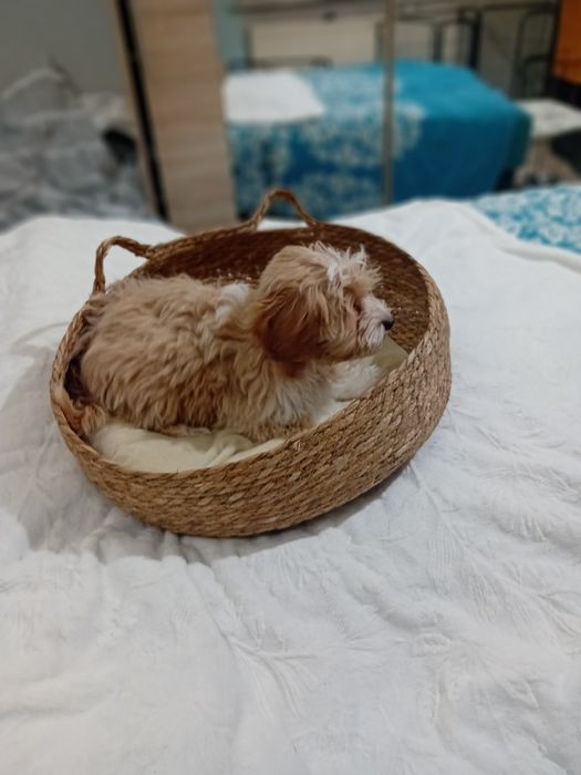 Maltipoo ,Maltańczyk  & Pudel toy ,piesek mini