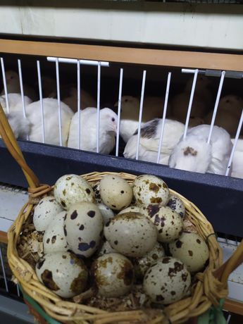 В продаже перепелиные яйца .