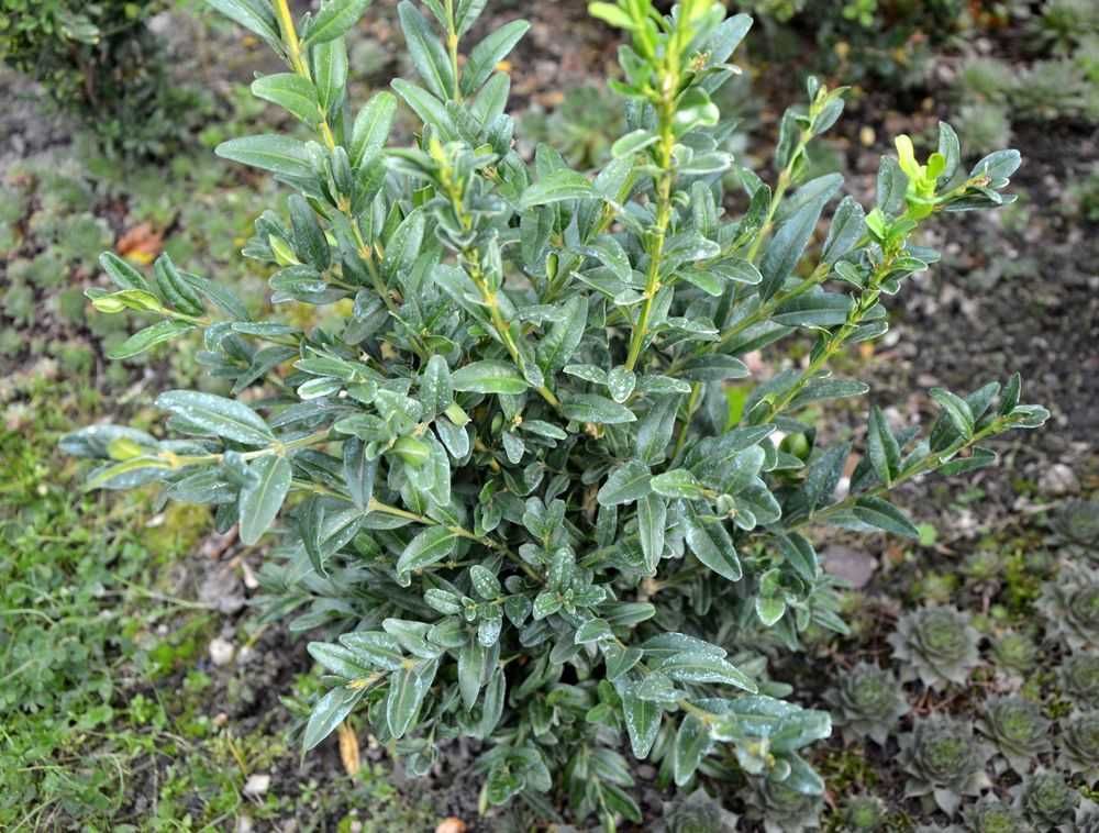 Bukszpan wieczniezielony 'Myrtifolia' Buxus 071