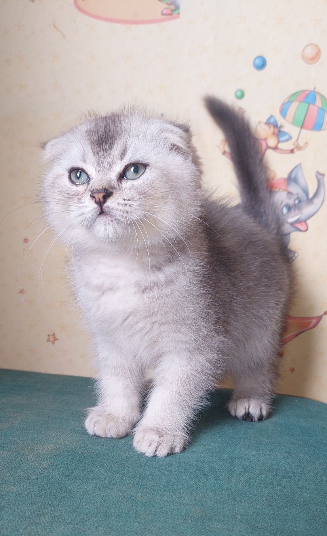 Шотландский вислоухий Мальчик.