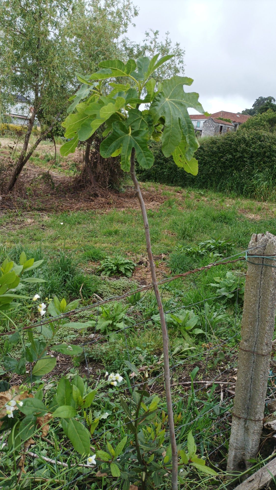 Tenho várias árvores de Fruta de qualidade