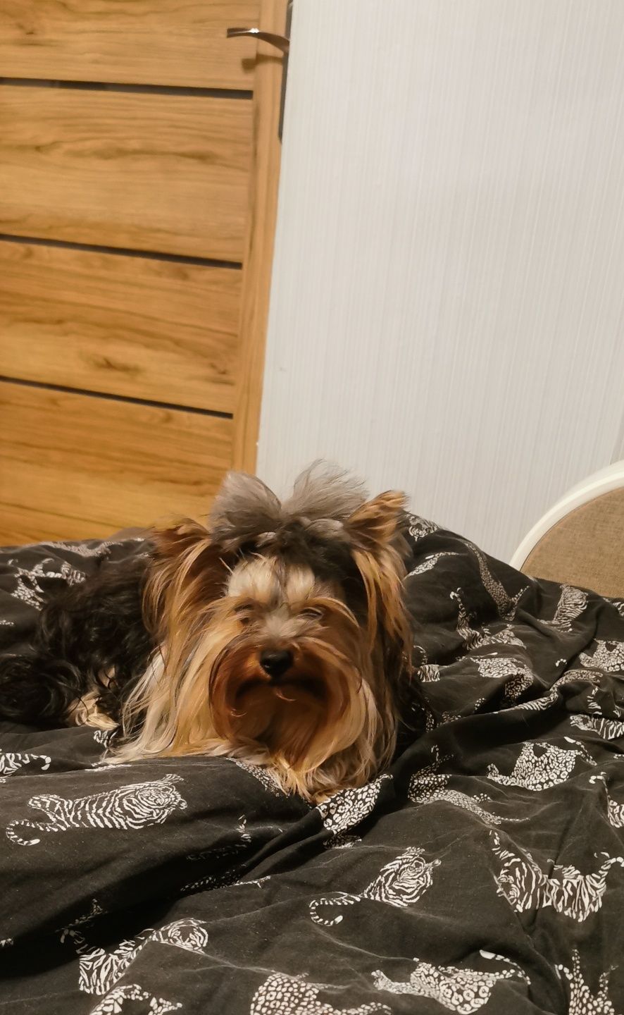 Yorkshire terrier MINI