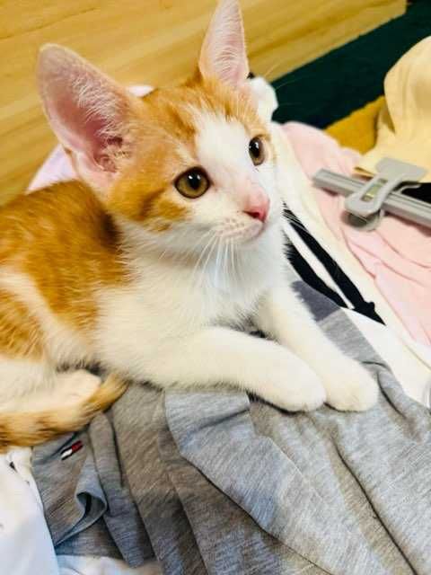 8 Tygodniowe Kotki Do Adopcji Tricolor - Pilne
