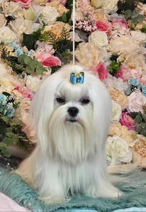 Przepiękny maltańczyk 12 miesięcy