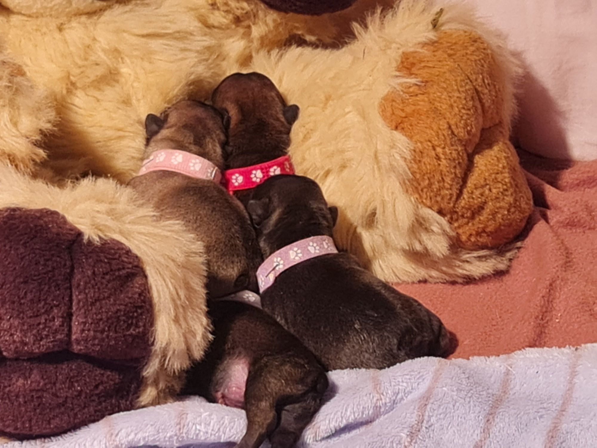 Bulldog frances Lop