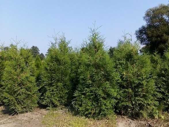 Thuja Brabant! Tuja, tuje! 200,220,240,250,300 cm! Dostawa! Sadzimy!