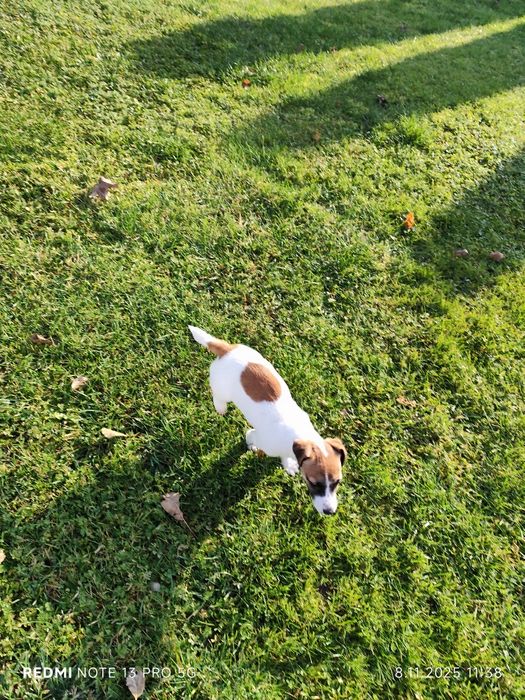 Suczka Jack Russell Terrier wielopokoleniowy pochodzenie