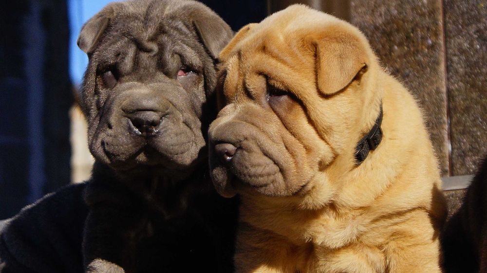 Frugo samczyk Shar Pei z rodowodem, rodzice importowani zza granicyFCI