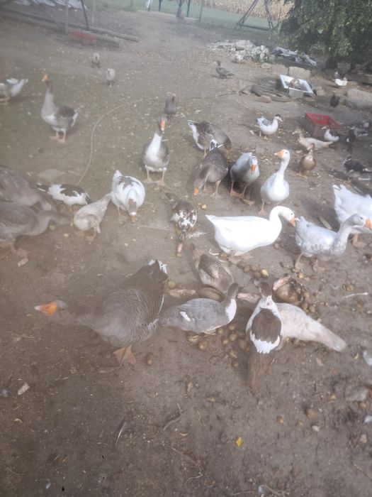 Gesi ekologiczny chów