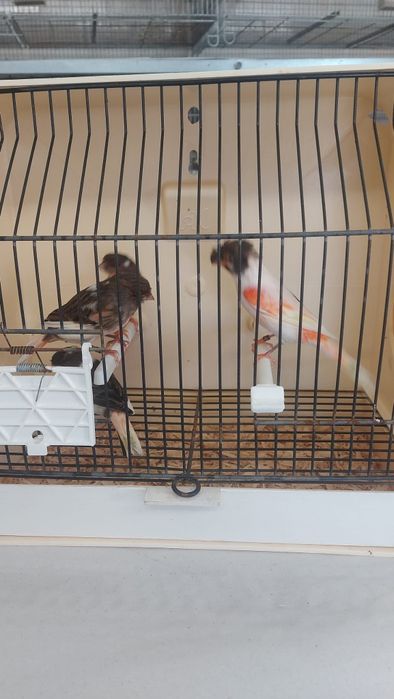 Vendo Arlequim português