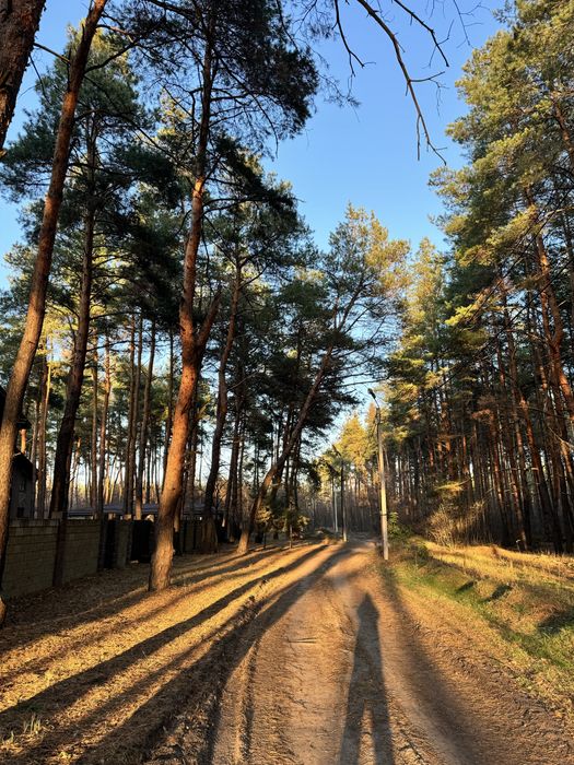 Продам участок 10 соток в сосне.