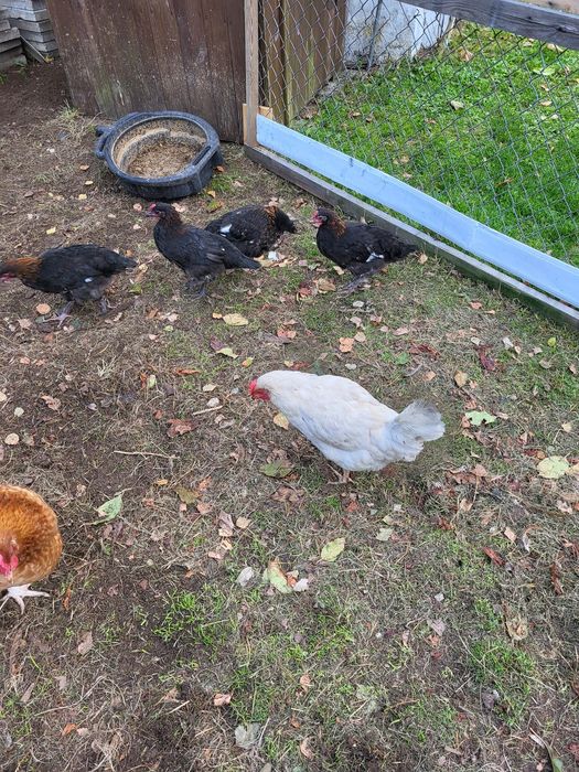 Kury koguty marans