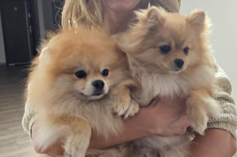 Pomeranian szpic miniaturowy boo misiu xs