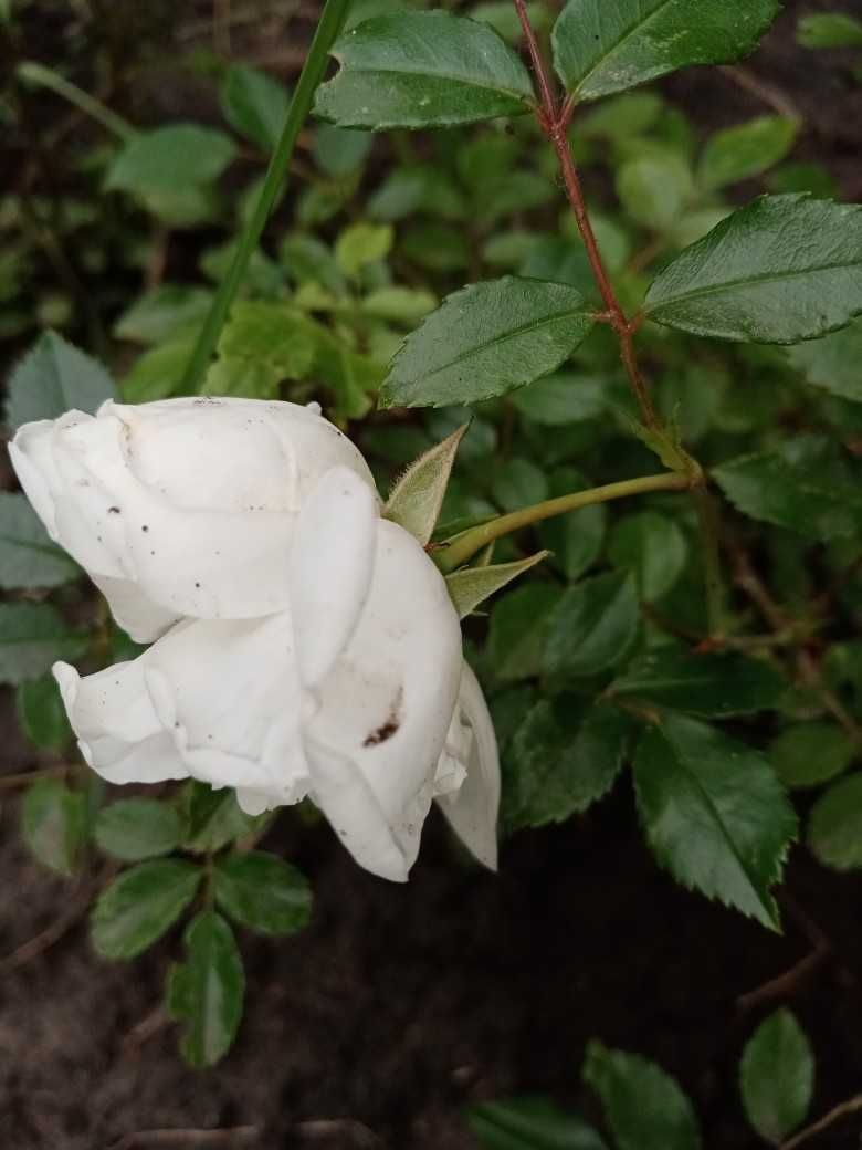 Біла Плетиста троянда (Роза)
