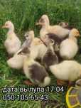 Продам гусят серые-белые