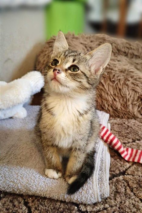 Найніжніша маленька принцеса Ліса