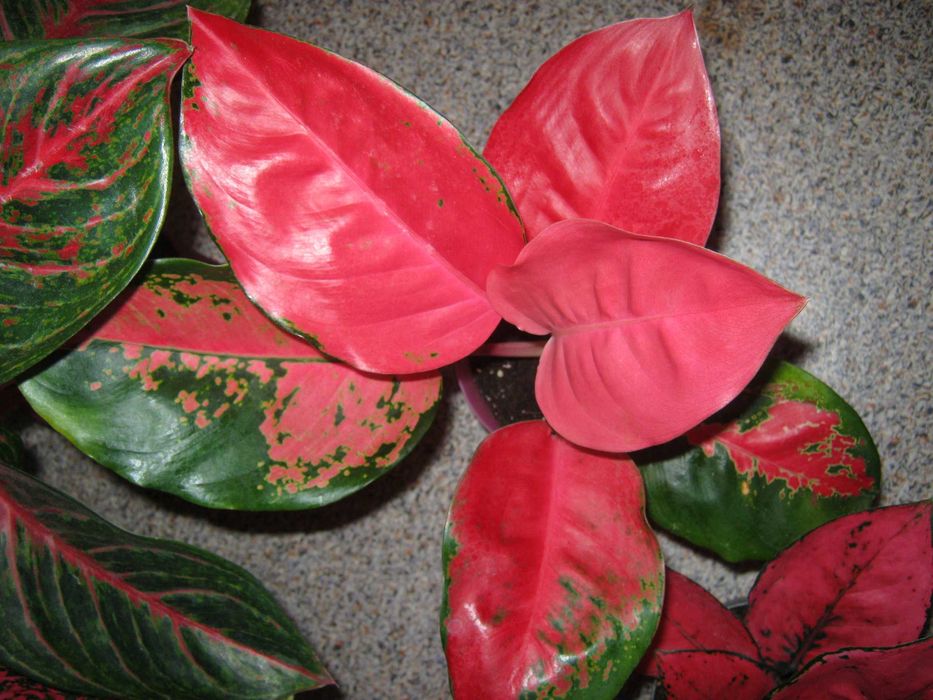 калатея аглаонема филодендрон драцена папоротник дек. лиственные цветы