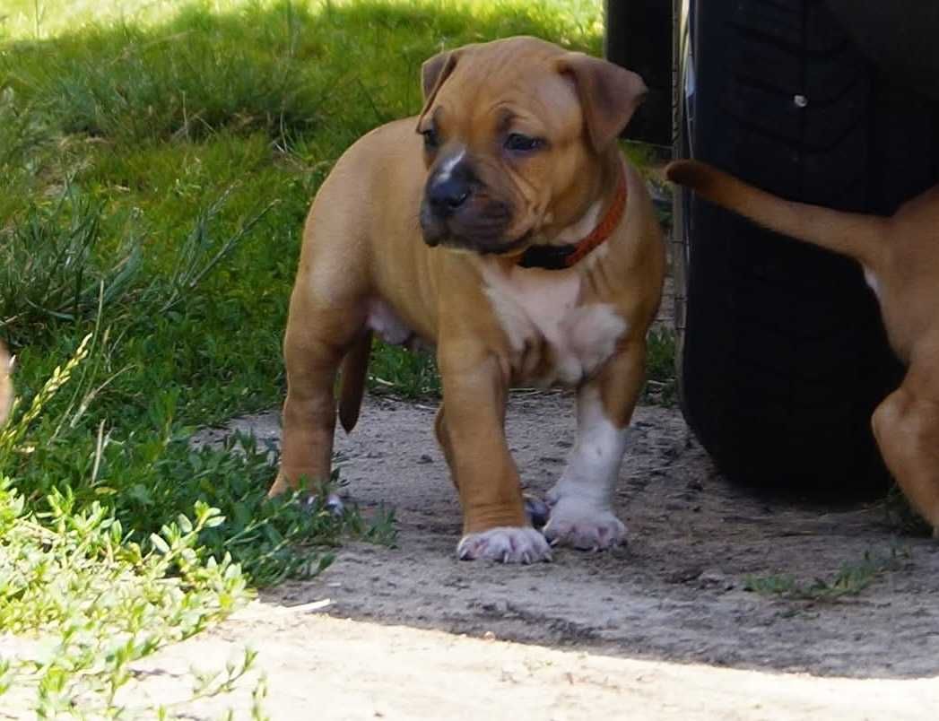 Amstaff szczeniaki. Z rodowodem FCI, Sunia Esha
