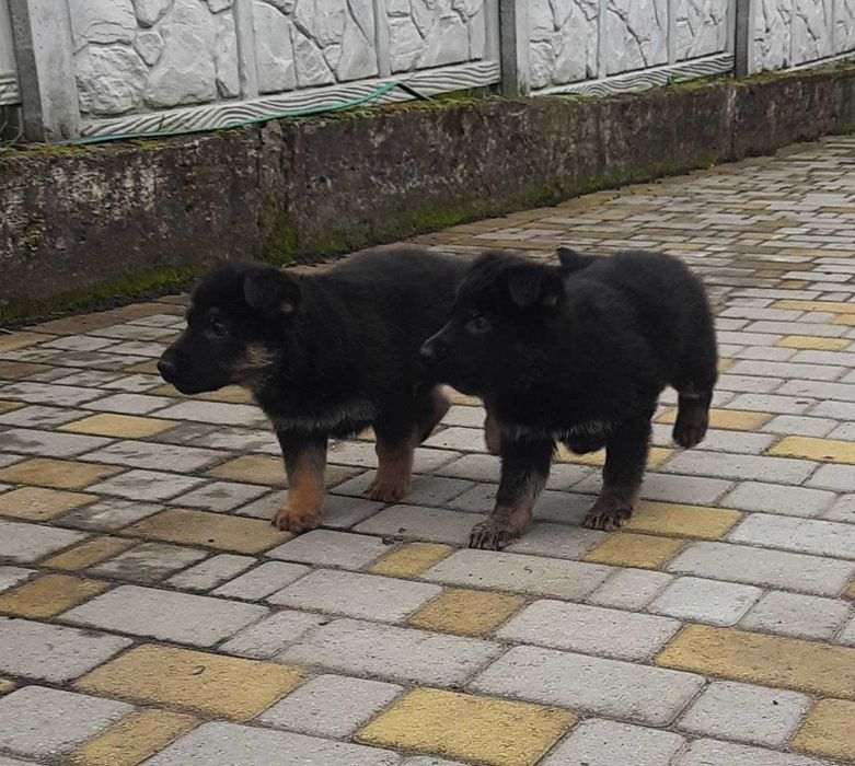 Цуценята німецької вівчарки
