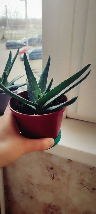 Алоє ,лікувальна рослина