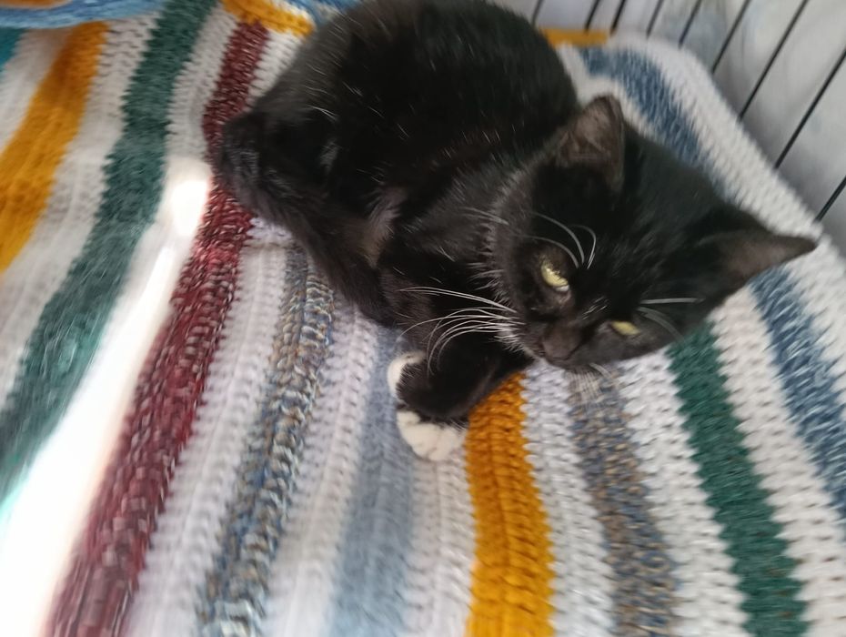 Musgo - gatinho bebe para adoção responsável