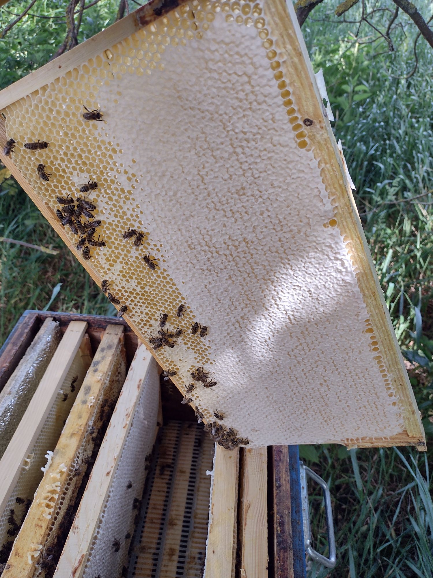 Бджолосім'ї, бджолопакети