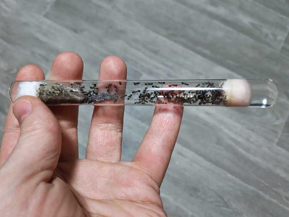 ВЕЛИКІ колонії 60+ робітників, Жнеці, Messor Structor, Мурахи