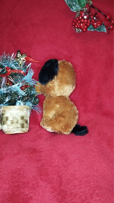 Mis Puppi szuka domu