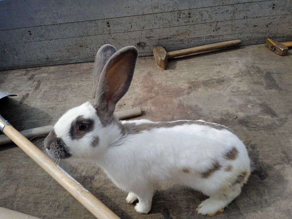 Królik samiec srokacz niemiecki. Hawana