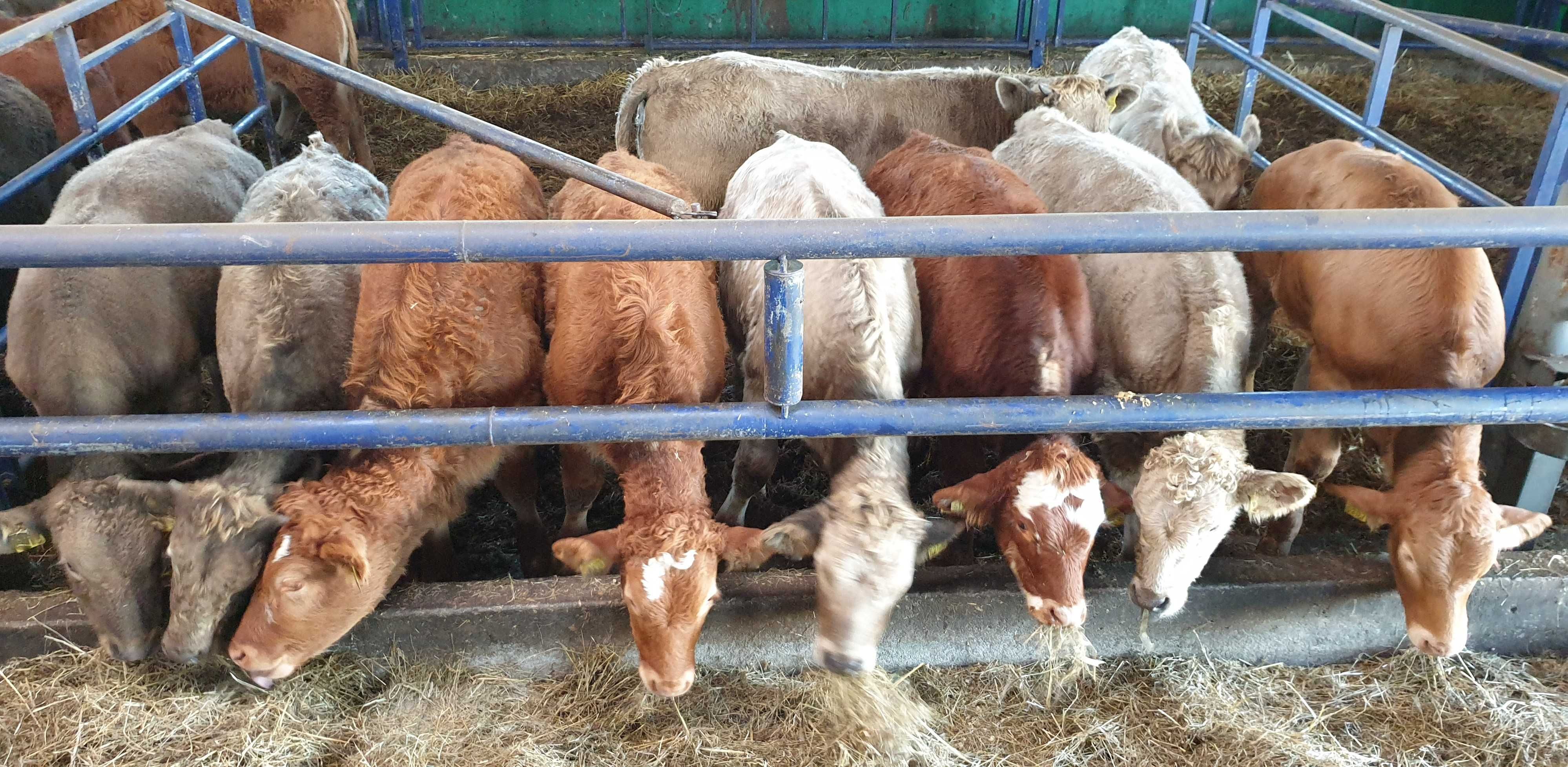 jałówka byk byczki odsadki mięsne krzyżówki Limousin